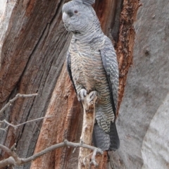 Callocephalon fimbriatum (Gang-gang Cockatoo) at Hughes, ACT - 12 Sep 2019 by JackyF