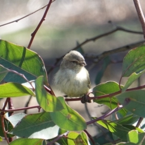 Smicrornis brevirostris at Deakin, ACT - 11 Sep 2019 12:27 PM