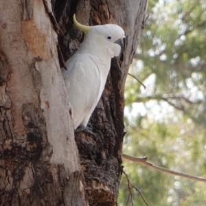 Cacatua galerita at Hughes, ACT - 12 Sep 2019