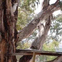 Cacatua galerita at Hughes, ACT - 12 Sep 2019