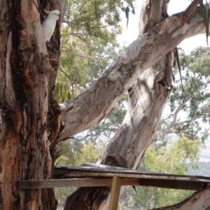 Cacatua galerita at Hughes, ACT - 12 Sep 2019