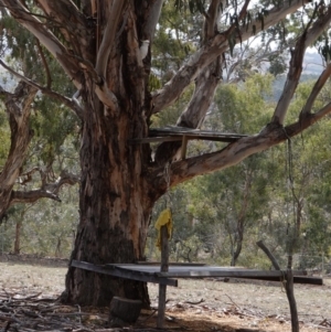 Cacatua galerita at Hughes, ACT - 12 Sep 2019