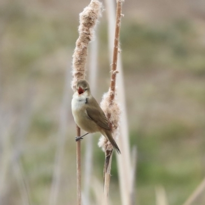 Acrocephalus australis (Australian Reed-Warbler) at Gungahlin, ACT - 11 Sep 2019 by Alison Milton