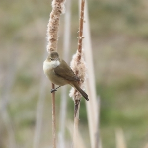 Acrocephalus australis at Gungahlin, ACT - 12 Sep 2019