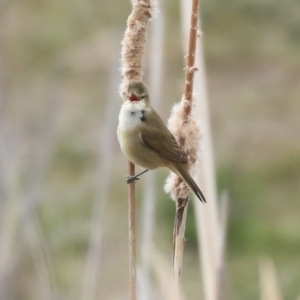 Acrocephalus australis at Gungahlin, ACT - 12 Sep 2019