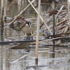 Carduelis carduelis (European Goldfinch) at Gungahlin, ACT - 11 Sep 2019 by Alison Milton