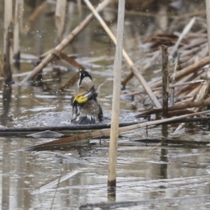 Carduelis carduelis at Gungahlin, ACT - 12 Sep 2019