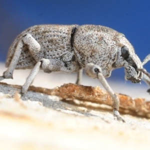 Polyphrades paganus at Hackett, ACT - 2 Sep 2019 02:40 PM