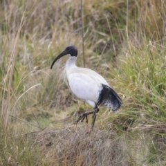 Threskiornis molucca (Australian White Ibis) at Gungahlin, ACT - 11 Sep 2019 by Alison Milton