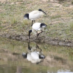 Threskiornis molucca at Gungahlin, ACT - 12 Sep 2019