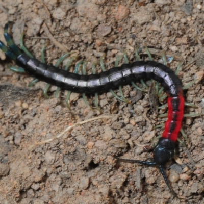 Scolopendra laeta (Giant Centipede) at Melrose - 5 Sep 2019 by Harrisi