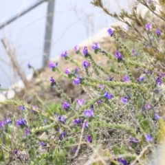 Echium plantagineum at Gungahlin, ACT - 12 Sep 2019