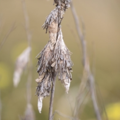 Psychidae (family) IMMATURE (Unidentified case moth or bagworm) at Gungahlin, ACT - 12 Sep 2019 by AlisonMilton