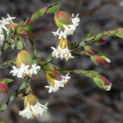 Pimelea linifolia subsp. linifolia (Queen of the Bush, Slender Rice-flower) at Theodore, ACT - 5 Sep 2019 by Harrisi