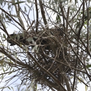 Corvus coronoides at Fyshwick, ACT - 12 Sep 2019