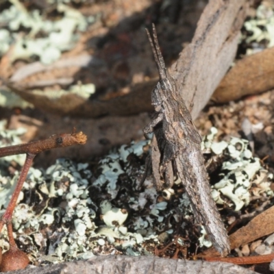 Coryphistes ruricola (Bark-mimicking Grasshopper) at Hackett, ACT - 2 Sep 2019 by Harrisi