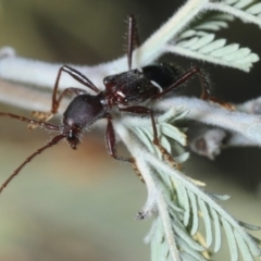 Pseudohalme laetabilis (A Longhorn Beetle) at Dunlop, ACT - 11 Sep 2019 by Harrisi