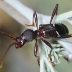 Pseudohalme laetabilis at Dunlop, ACT - 11 Sep 2019 04:44 PM