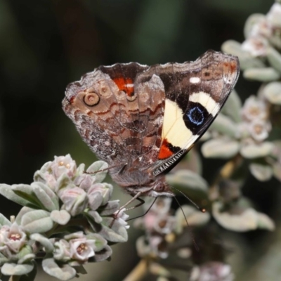 Vanessa itea (Yellow Admiral) at Acton, ACT - 10 Sep 2019 by TimL