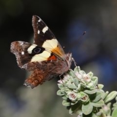 Vanessa itea at Acton, ACT - 10 Sep 2019 11:39 AM