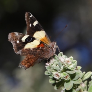 Vanessa itea at Acton, ACT - 10 Sep 2019 11:39 AM