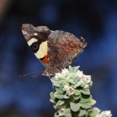 Vanessa itea at Acton, ACT - 10 Sep 2019 11:39 AM