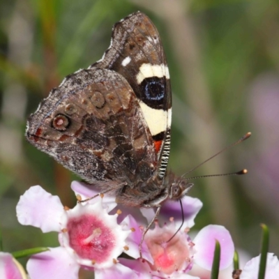 Vanessa itea (Yellow Admiral) at Acton, ACT - 10 Sep 2019 by TimL