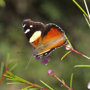 Vanessa itea at Acton, ACT - 10 Sep 2019