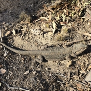 Pogona barbata at Michelago, NSW - suppressed