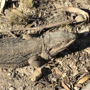 Pogona barbata at Michelago, NSW - 11 Sep 2019