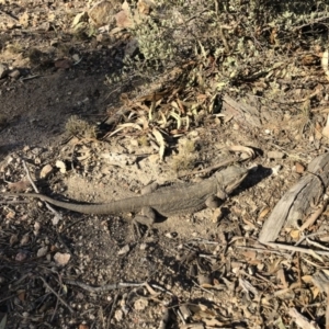 Pogona barbata at Michelago, NSW - suppressed