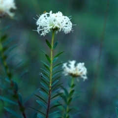 Pimelea linifolia (Slender Rice Flower) at Conder, ACT - 21 Oct 2001 by MichaelBedingfield