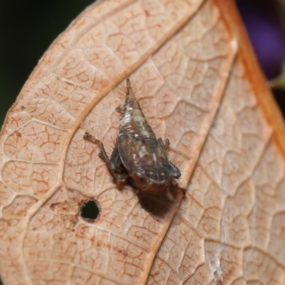 Cicadellidae (family) (Unidentified leafhopper) at Hackett, ACT - 10 Sep 2019 by TimL