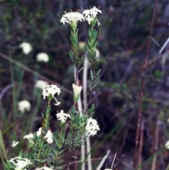 Pimelea linifolia subsp. caesia (Slender Rice Flower) at Conder, ACT - 3 Nov 2000 by michaelb