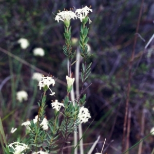 Pimelea linifolia subsp. caesia at Conder, ACT - 4 Nov 2000