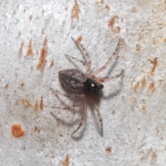 Euryopis sp. (genus) (An ant eating spider) at Hackett, ACT - 10 Sep 2019 by TimL