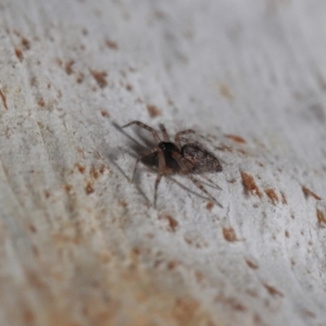 Euryopis sp. (genus) at Hackett, ACT - 10 Sep 2019