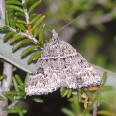 Dichromodes ainaria (A geometer or looper moth) at Tennent, ACT - 4 Feb 2015 by MichaelBedingfield