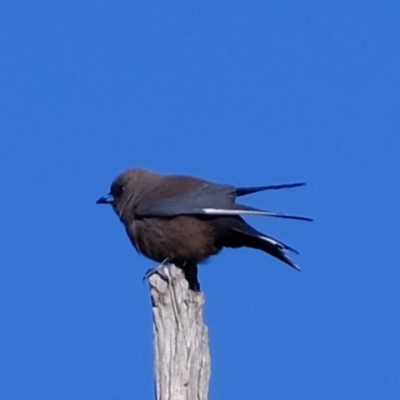 Artamus cyanopterus cyanopterus (Dusky Woodswallow) at Molonglo River Reserve - 12 Sep 2019 by Kurt