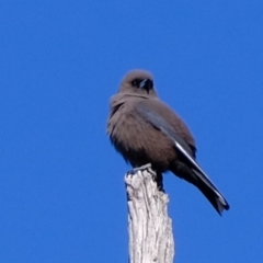 Artamus cyanopterus cyanopterus at Molonglo River Reserve - 13 Sep 2019