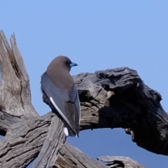 Artamus cyanopterus at Molonglo River Reserve - 13 Sep 2019 08:16 AM