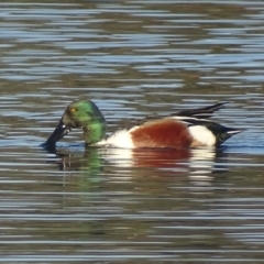 Spatula clypeata (Northern Shoveler) at Fyshwick, ACT - 13 Sep 2019 by roymcd