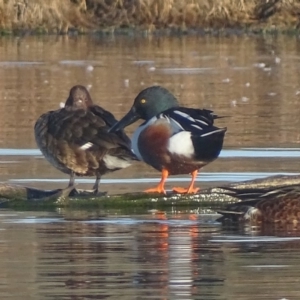 Spatula clypeata at Fyshwick, ACT - 13 Sep 2019 08:28 AM