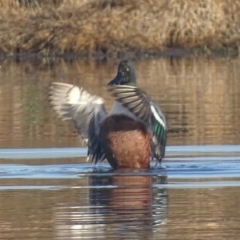 Spatula clypeata at Fyshwick, ACT - 13 Sep 2019 08:28 AM