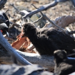 Corcorax melanorhamphos (White-winged Chough) at Deakin, ACT - 13 Sep 2019 by LisaH