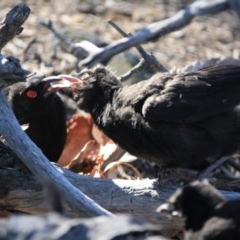 Corcorax melanorhamphos at Deakin, ACT - 13 Sep 2019