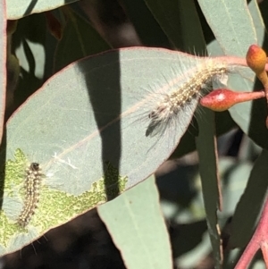 Uraba lugens at Jerrabomberra, NSW - 11 Sep 2019 01:43 PM