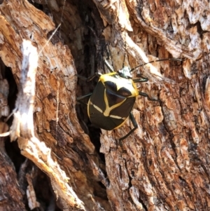 Commius elegans at Jerrabomberra, NSW - 11 Sep 2019