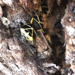 Commius elegans at Jerrabomberra, NSW - 11 Sep 2019