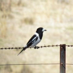 Cracticus nigrogularis (Pied Butcherbird) at Booth, ACT - 12 Sep 2019 by KumikoCallaway